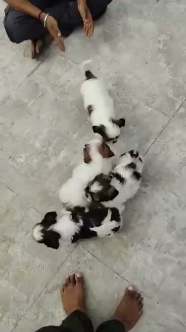 Dachshund Puppy, farm video