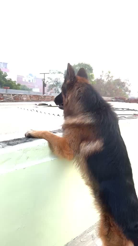 German Shepherd Puppy, farm video
