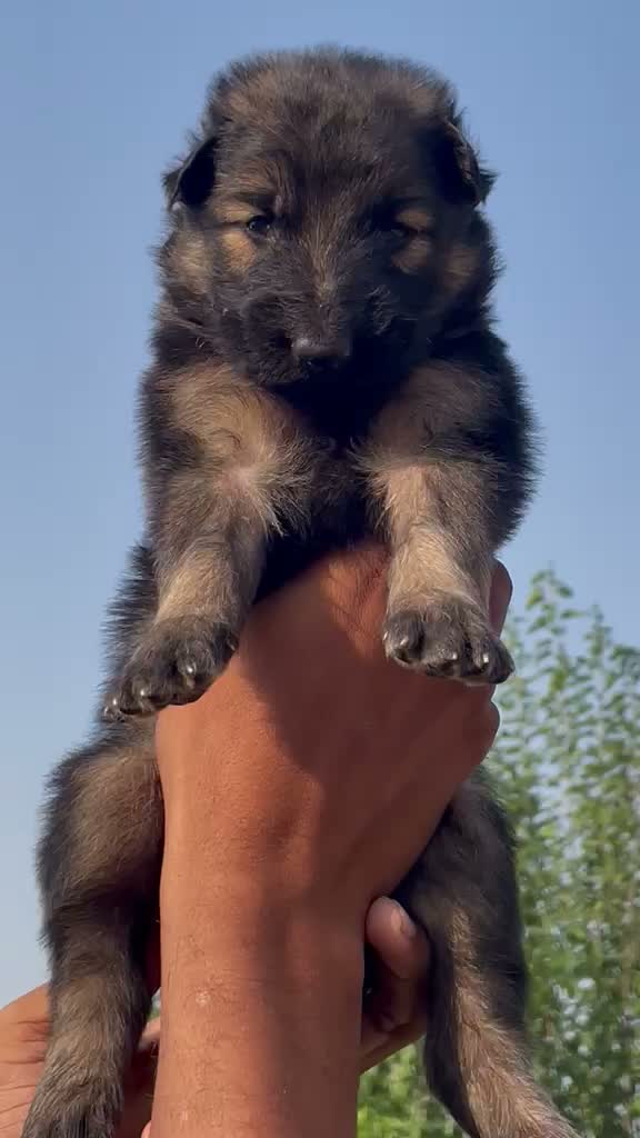 German Shepherd Puppy, farm video
