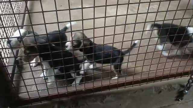 Dachshund Puppy, farm video