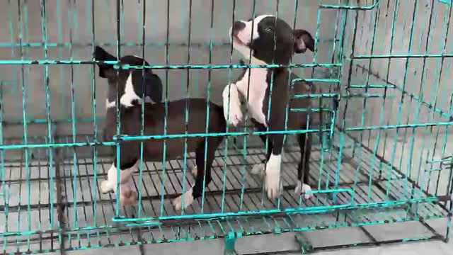 Dachshund Puppy, farm video