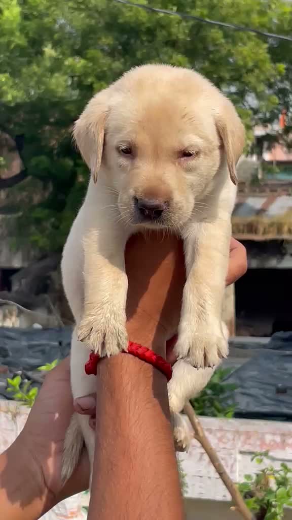 Dachshund Puppy, farm video