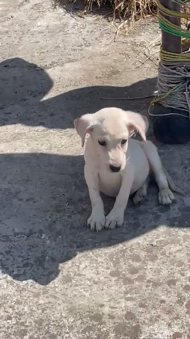 Beagle Black & Tan Puppy, farm video
