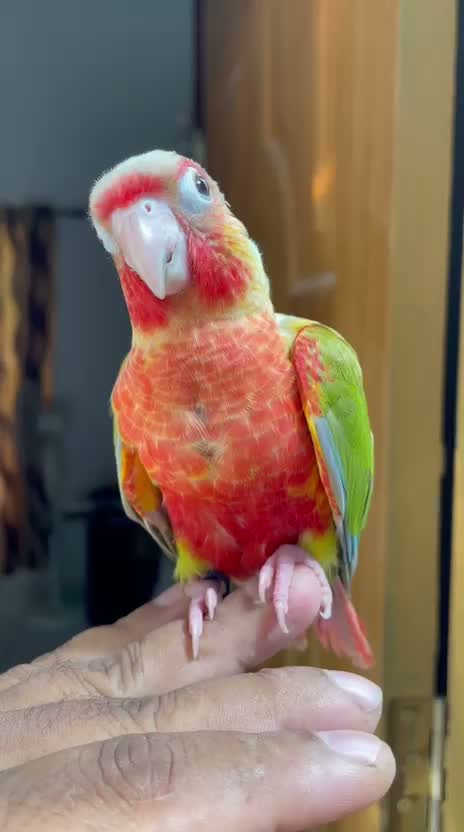 Pineapple Headed Conure, farm video