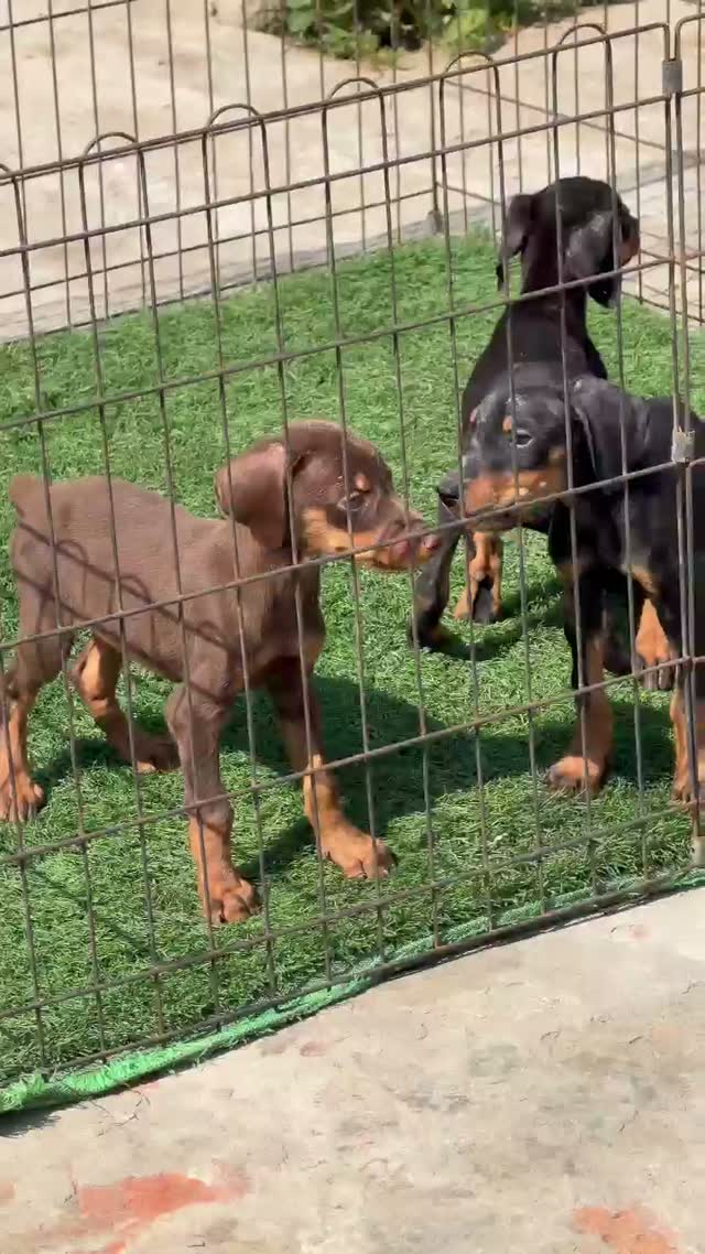 Doberman Pinscher Puppy | Brown & Tan, farm video
