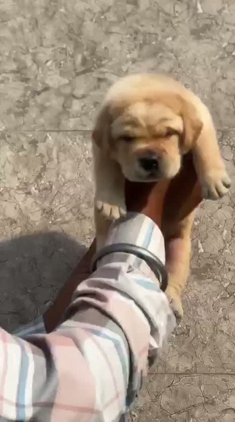 Persian, farm video