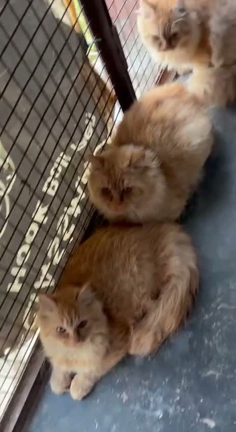 Persian, farm video