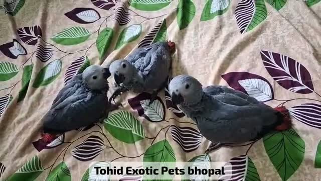 African Grey Parrot, farm video