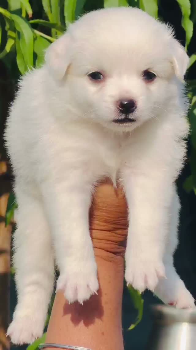 Culture Pom Puppy, farm video