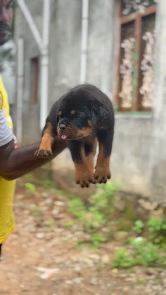 Rottweiler Puppy, farm video