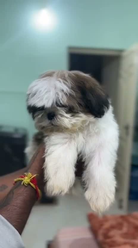 Shih Tzu | Black Color, farm video