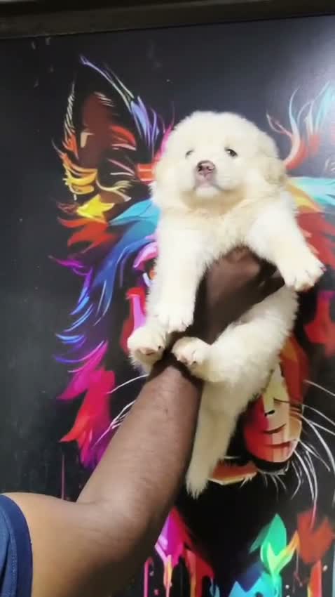 Culture Pom Puppy, farm video