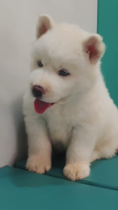Siberian Husky Puppy | Black & White Color, farm video