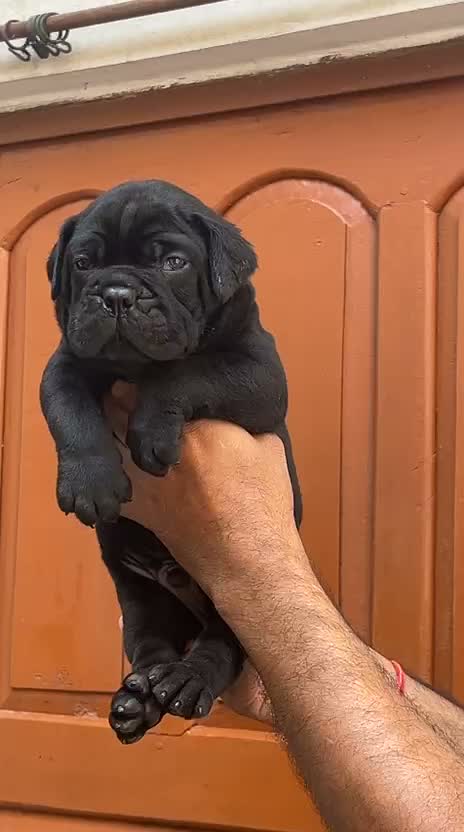 Cane Corso Puppy | Brindle, farm video