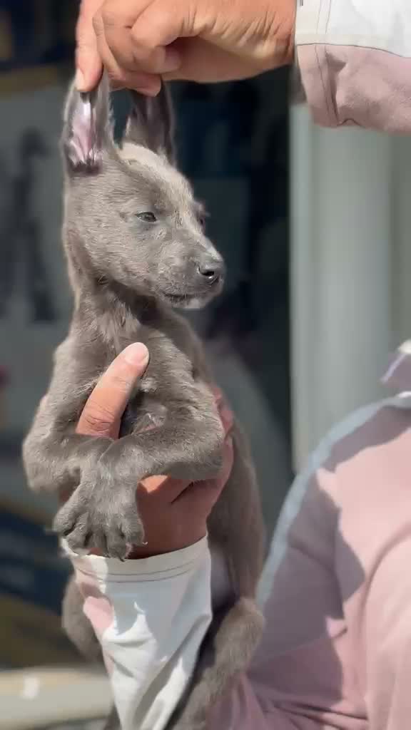 Greyhound Puppy, farm video