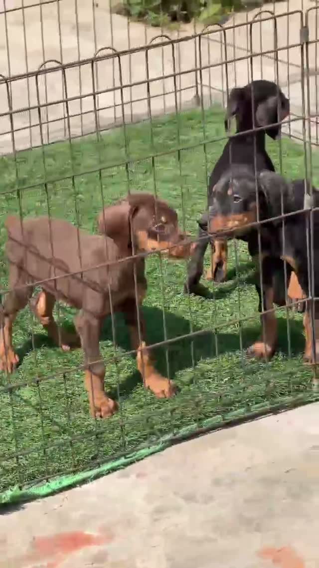 European Doberman Puppy | Black & Tan, farm video