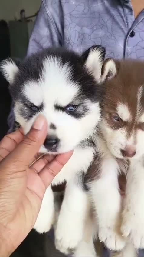 Siberian Husky Puppy | Black & White Color, farm video