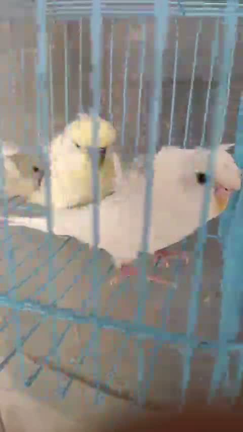 Fantail Pigeon, farm video