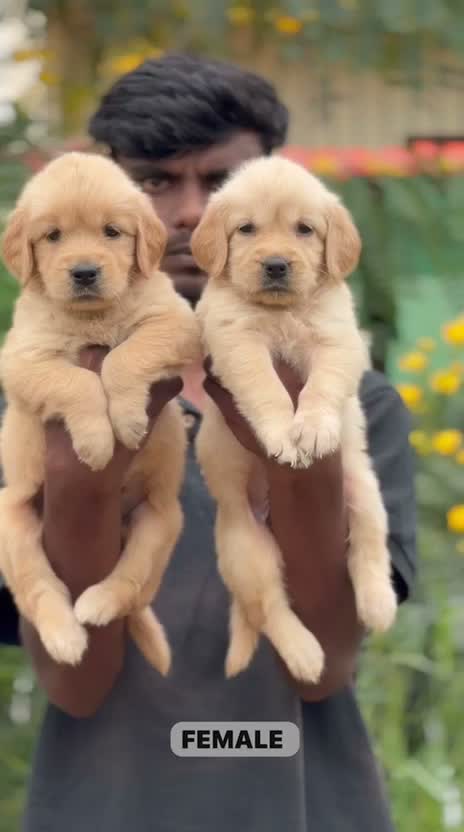 Dachshund Puppy | Brown, farm video