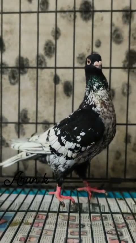 Fantail Pigeon, farm video