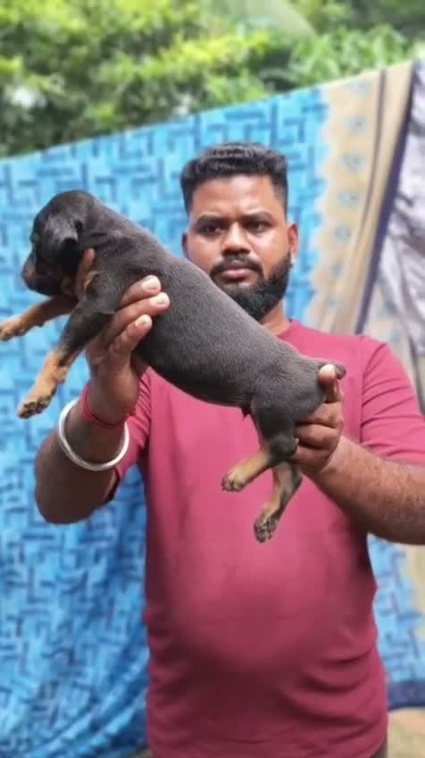 European Doberman Puppy | Black & Tan, farm video
