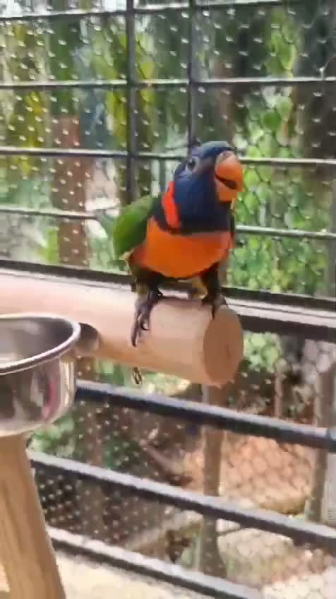 Chattering Lorikeet, farm video