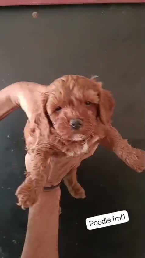 Toy Poodle Puppy, farm video