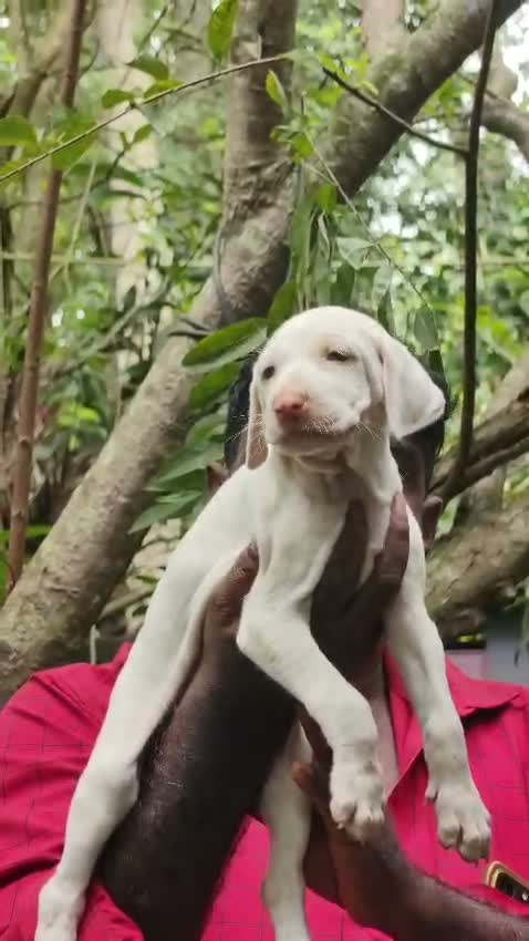 Dachshund Puppy | Brown & Tan, farm video