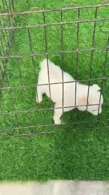 Culture Pom Puppy, farm video