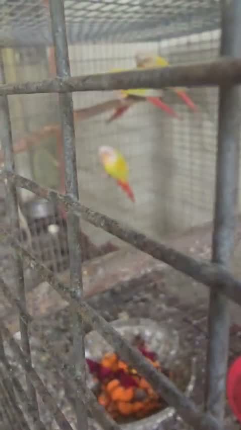 Small Cheek Conure, farm video