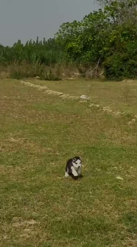 Siberian Husky Puppy | Black & White Color, farm video