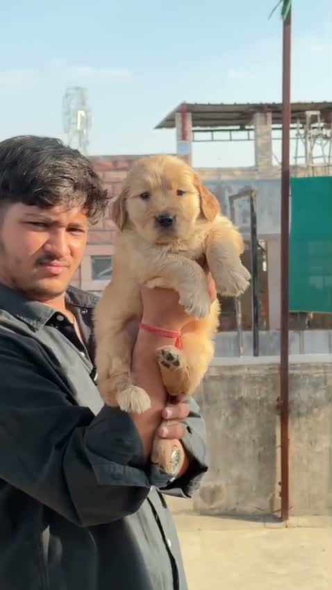 Dachshund Puppy | Brown & Tan, farm video