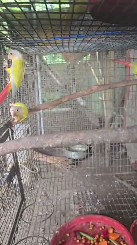 Small Cheek Conure, farm video