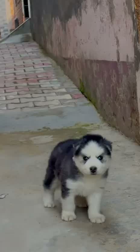 Siberian Husky Puppy | Black & White Color, farm video