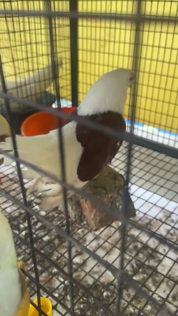 Fantail Pigeon, farm video