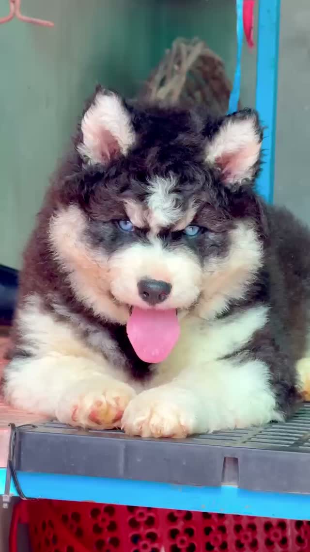 Siberian Husky Puppy | Black & White Color, farm video