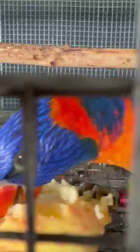 Chattering Lorikeet, farm video