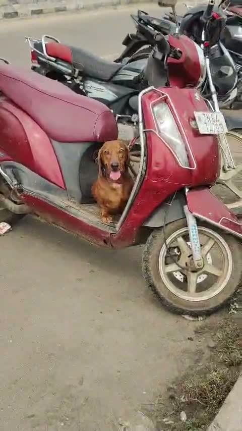 Dachshund Puppy | Brown, farm video