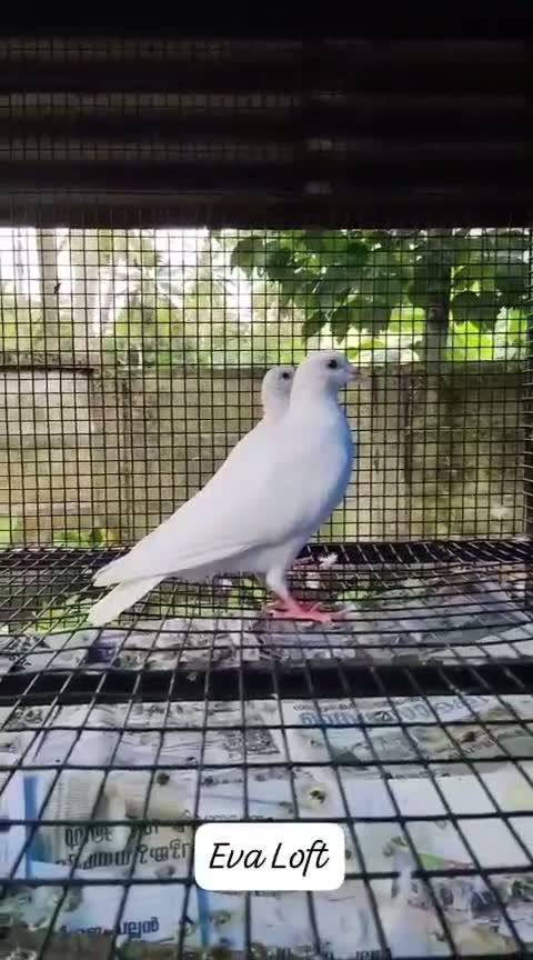 Fantail Pigeon, farm video