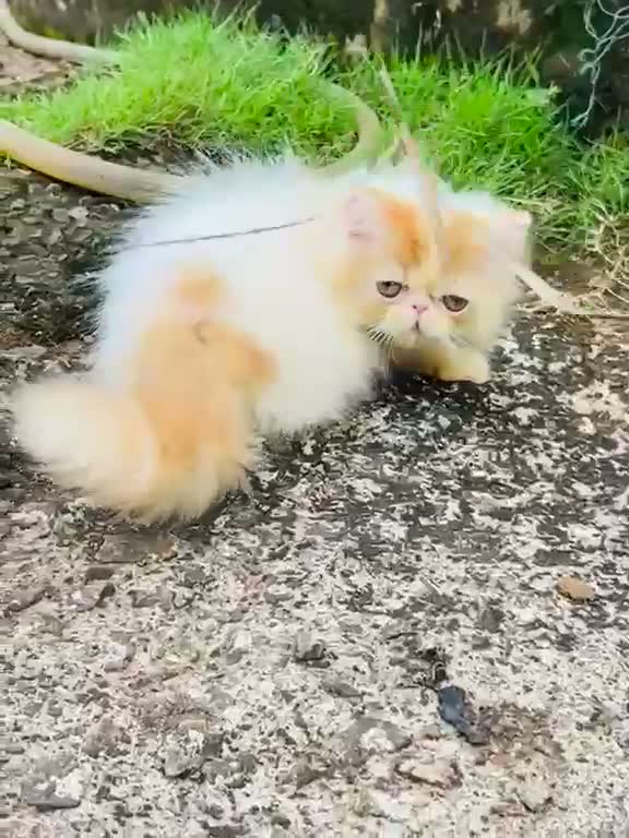 Persian, farm video