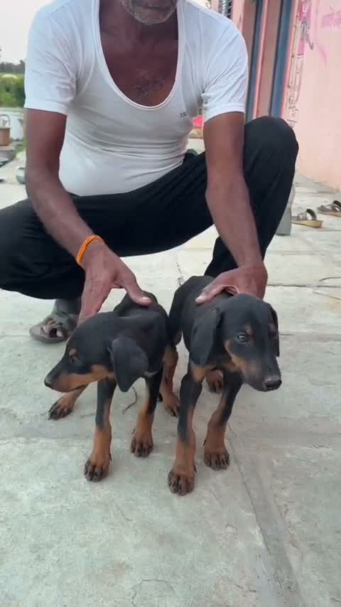 Dachshund Puppy | Brown & Tan, farm video