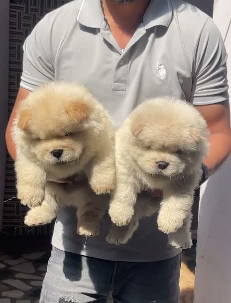 Chow Chow Puppies, farm video