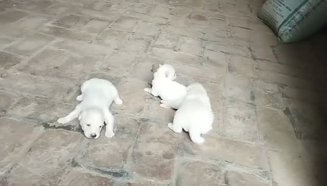 Pomeranian Puppy, farm video