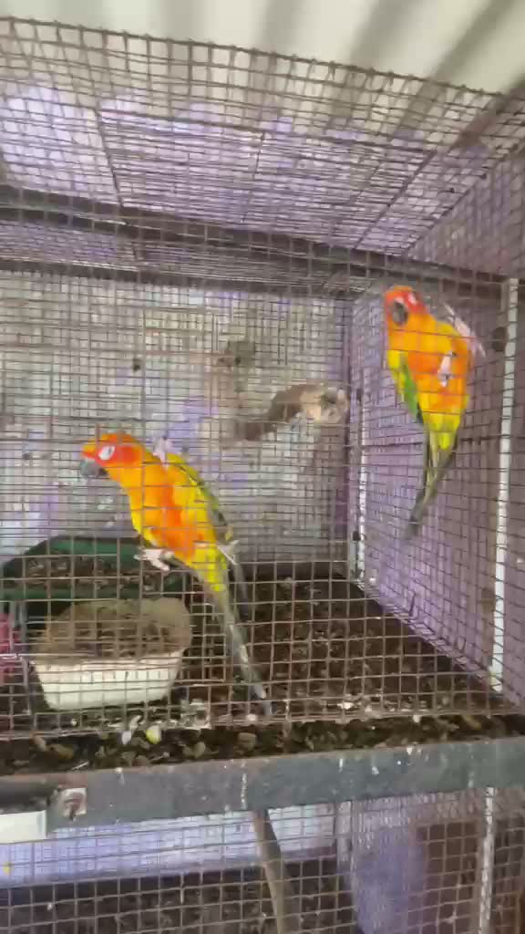 Sun Conure, farm video