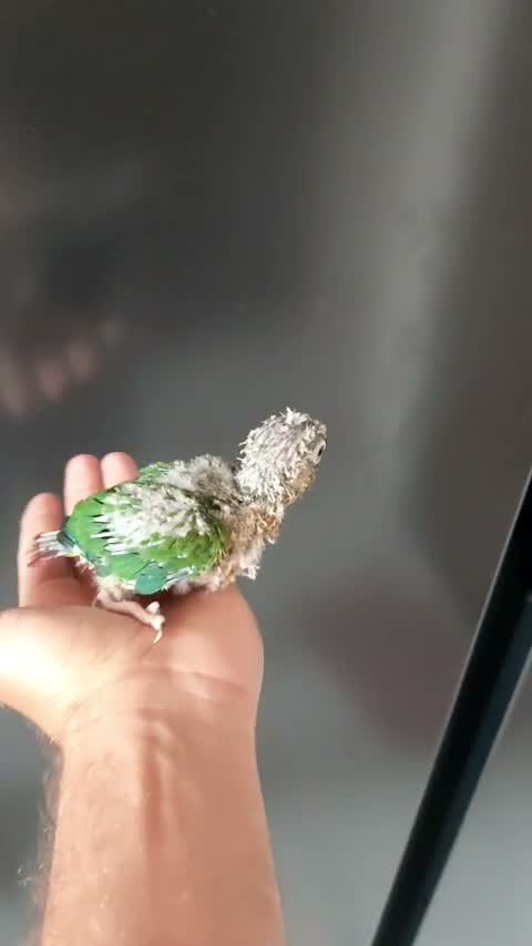 Pineapple Headed Conure, farm video