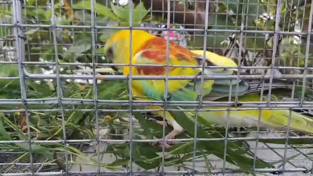 Albino Monk, farm video
