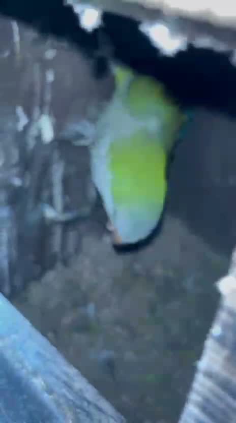 Albino Monk, farm video