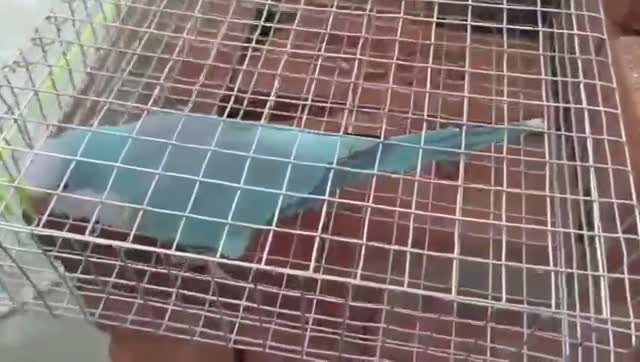 Albino Monk, farm video