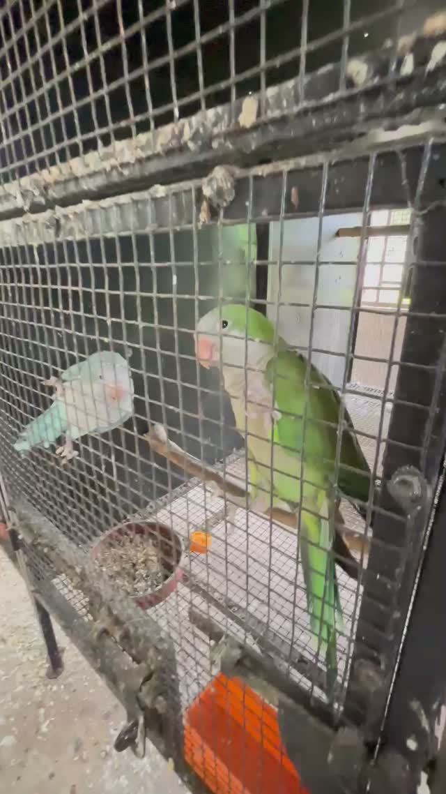 Albino Monk, farm video