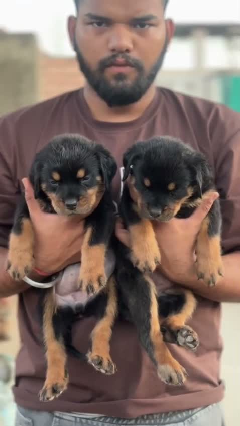 Rottweiler Puppy, farm video